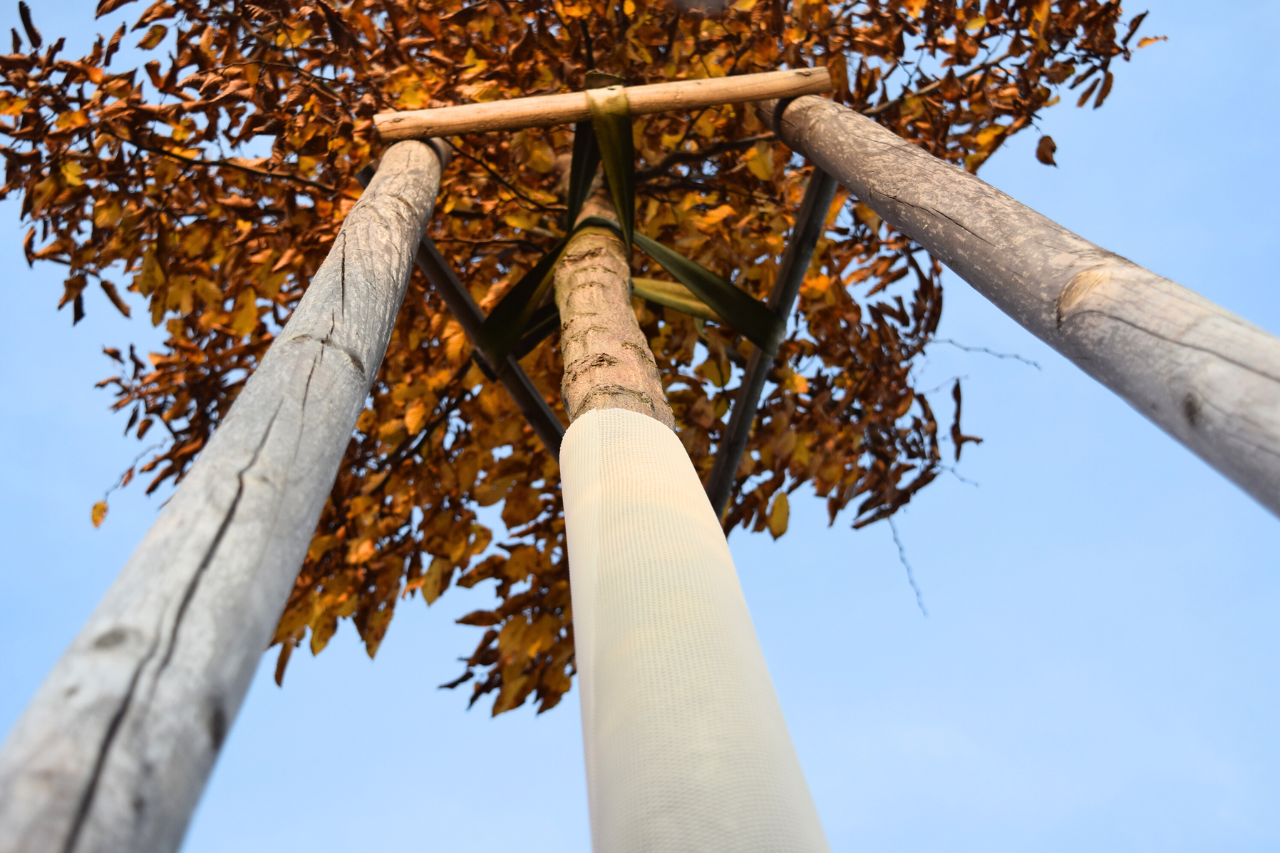 Jak sázet stromy: rady pro výsadbu na podzim - Milmar